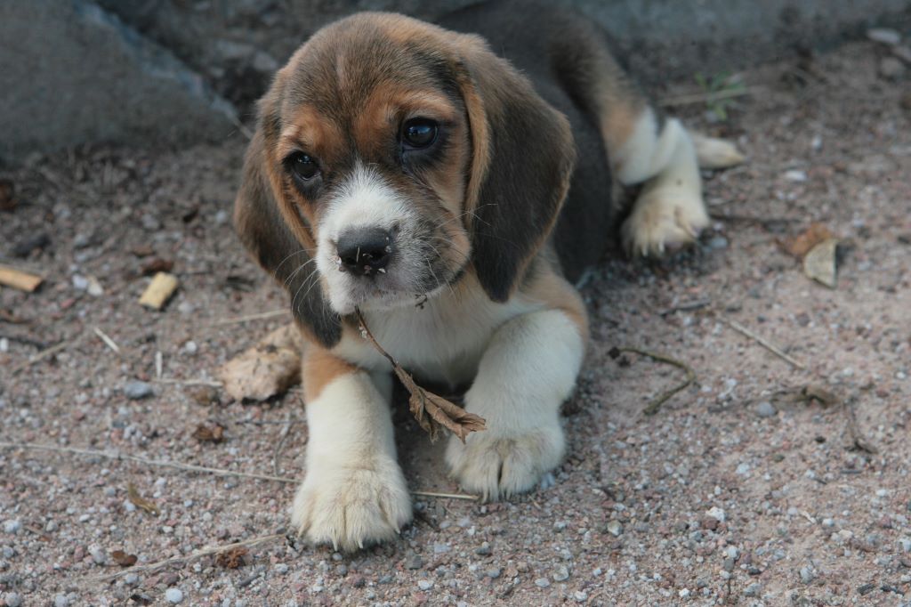 des Babines de Diamant - Chiot disponible  - Beagle