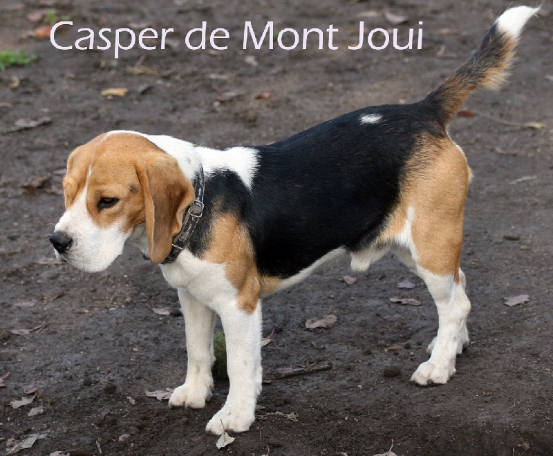 Casper de Mont Joui