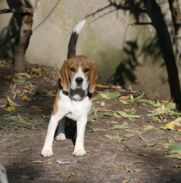 Casper de Mont Joui