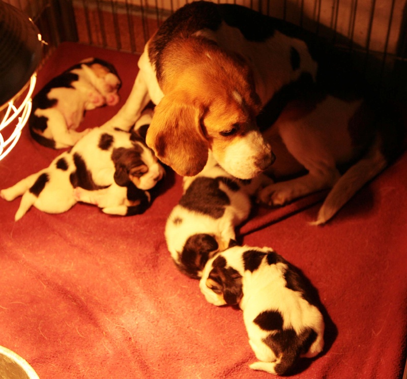 des Babines de Diamant - Beagle - Portée née le 04/01/2011