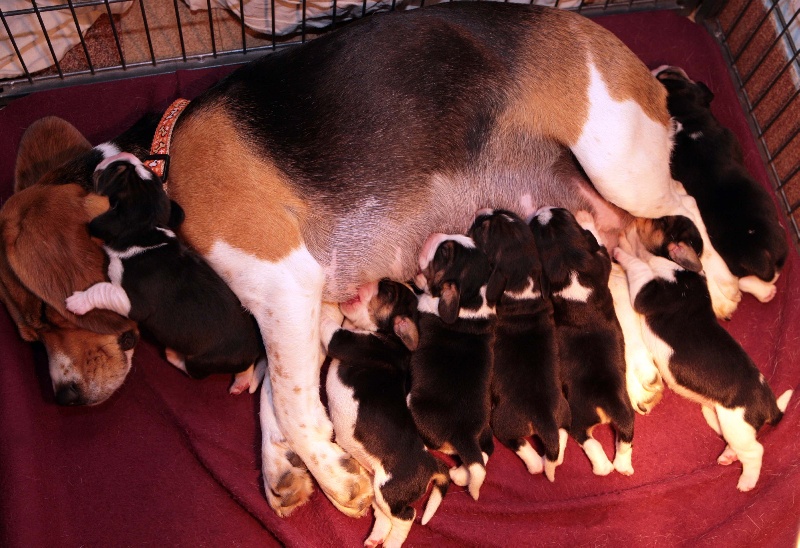 des Babines de Diamant - Beagle - Portée née le 11/10/2010