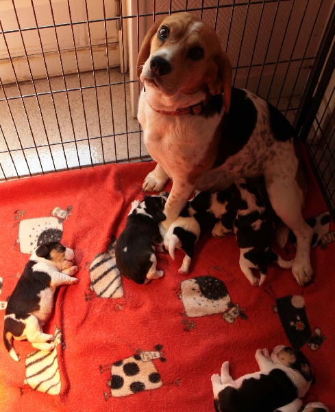 des Babines de Diamant - Beagle - Portée née le 28/04/2011