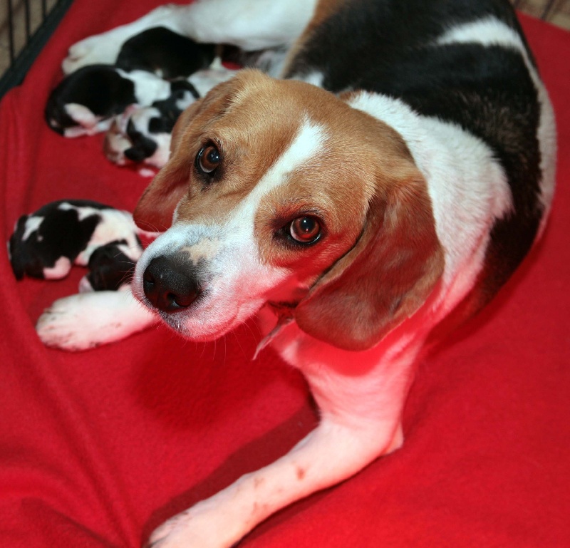 des Babines de Diamant - Beagle - Portée née le 26/03/2012