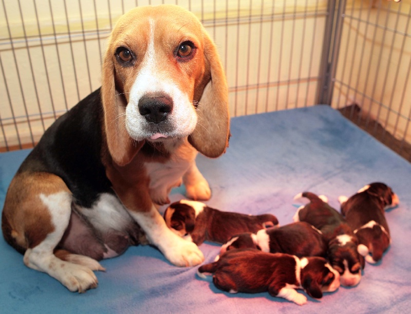 des Babines de Diamant - Beagle - Portée née le 06/10/2012