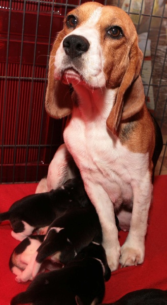 des Babines de Diamant - Beagle - Portée née le 30/12/2011