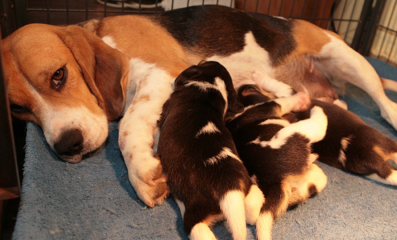 des Babines de Diamant - Beagle - Portée née le 14/10/2012