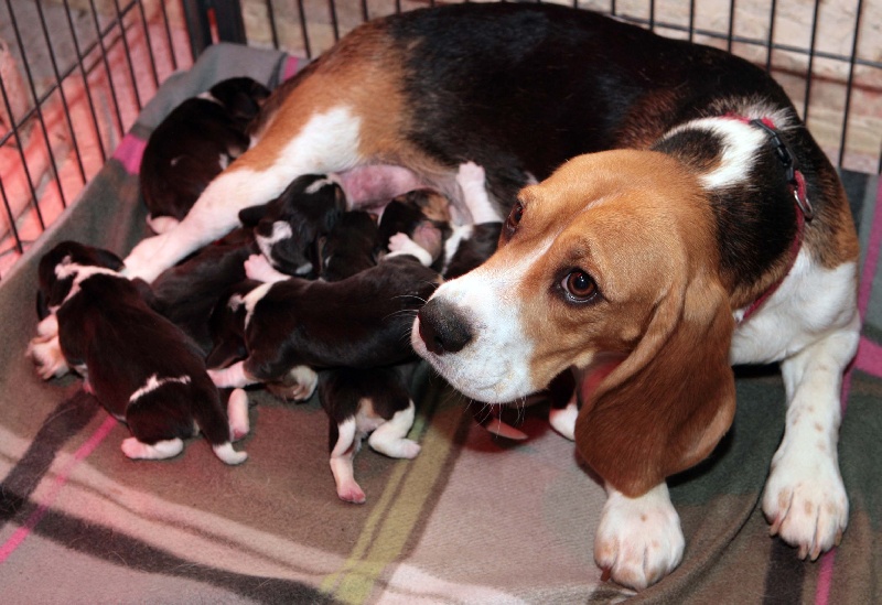 des Babines de Diamant - Beagle - Portée née le 05/09/2011