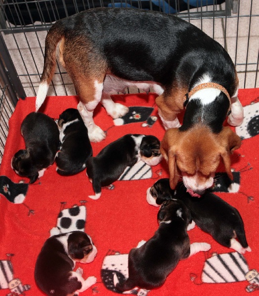 des Babines de Diamant - Beagle - Portée née le 20/08/2011