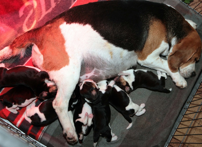 des Babines de Diamant - Beagle - Portée née le 30/03/2012