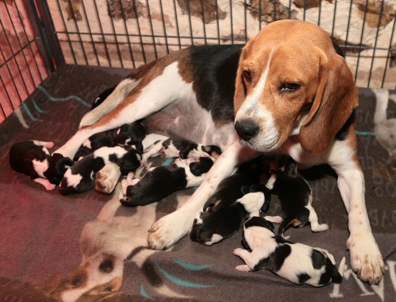 des Babines de Diamant - Beagle - Portée née le 21/05/2011