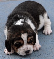 des Babines de Diamant - Beagle - Portée née le 05/05/2010