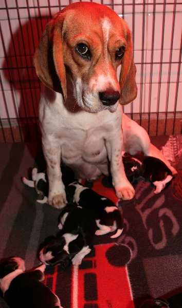 des Babines de Diamant - Beagle - Portée née le 07/01/2012