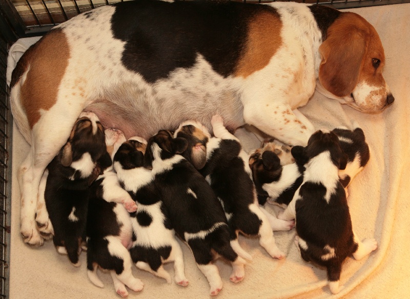 des Babines de Diamant - Beagle - Portée née le 02/12/2013