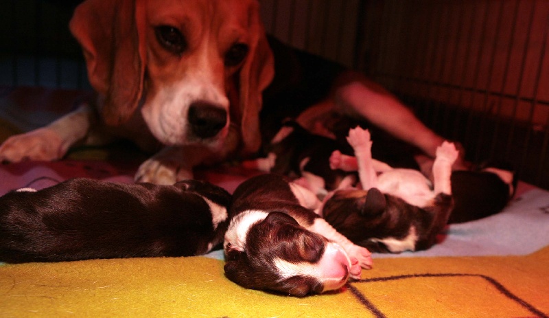 des Babines de Diamant - Beagle - Portée née le 16/08/2011