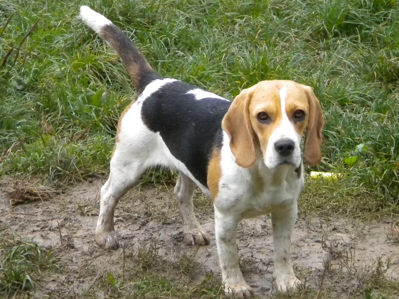 des Babines de Diamant Fanciulla