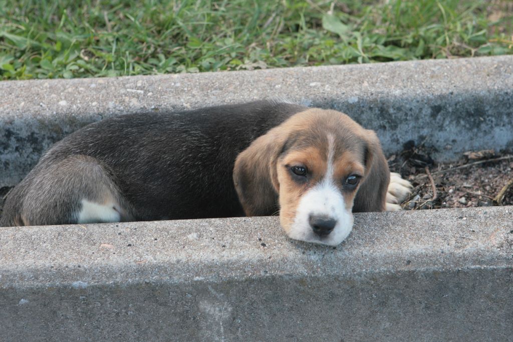 des Babines de Diamant - Chiots disponibles - Beagle