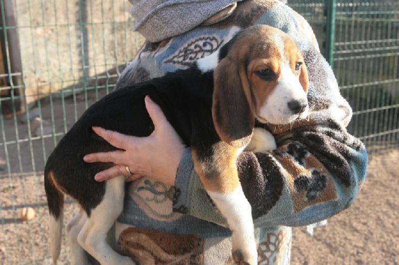 des Babines de Diamant - Chiots disponibles - Beagle