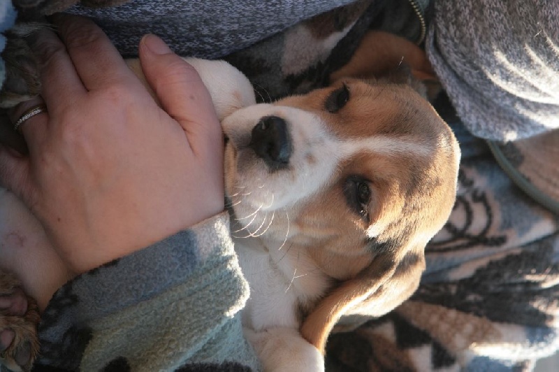 des Babines de Diamant - Chiots disponibles - Beagle