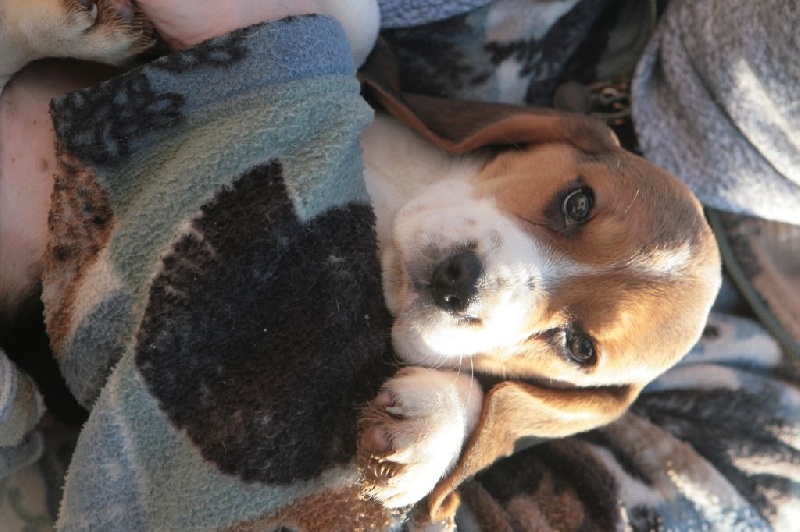 des Babines de Diamant - Chiots disponibles - Beagle