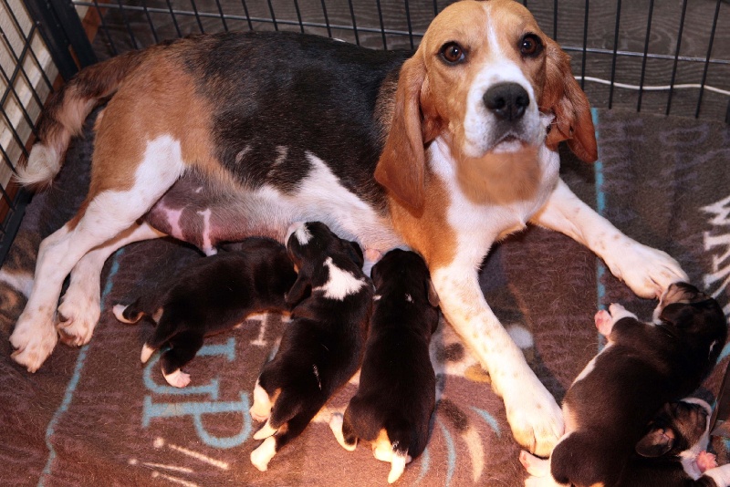 des Babines de Diamant - Beagle - Portée née le 20/03/2012