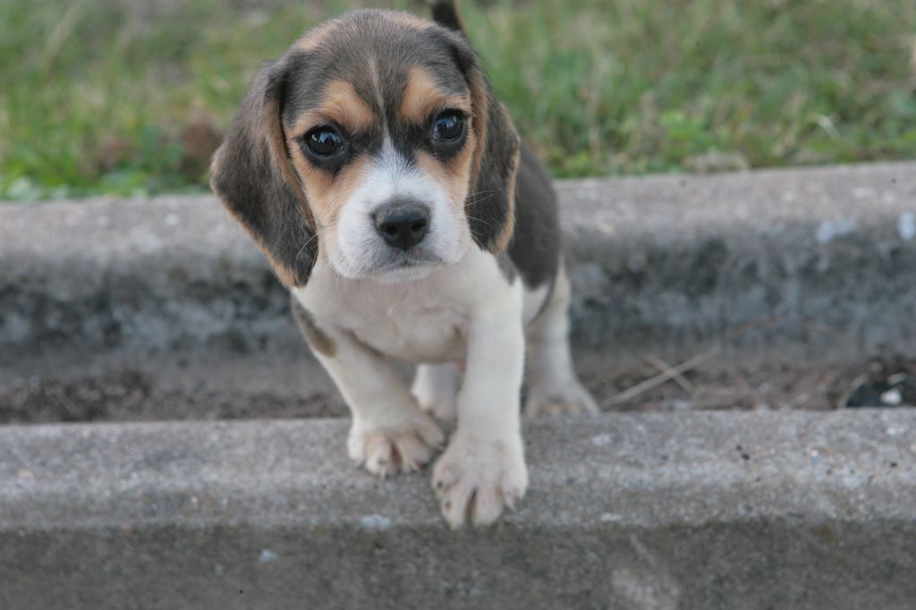 des Babines de Diamant - Chiots disponibles - Beagle