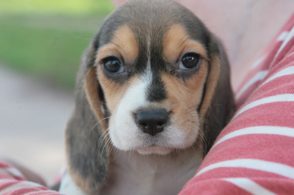 des Babines de Diamant - Chiots disponibles - Beagle