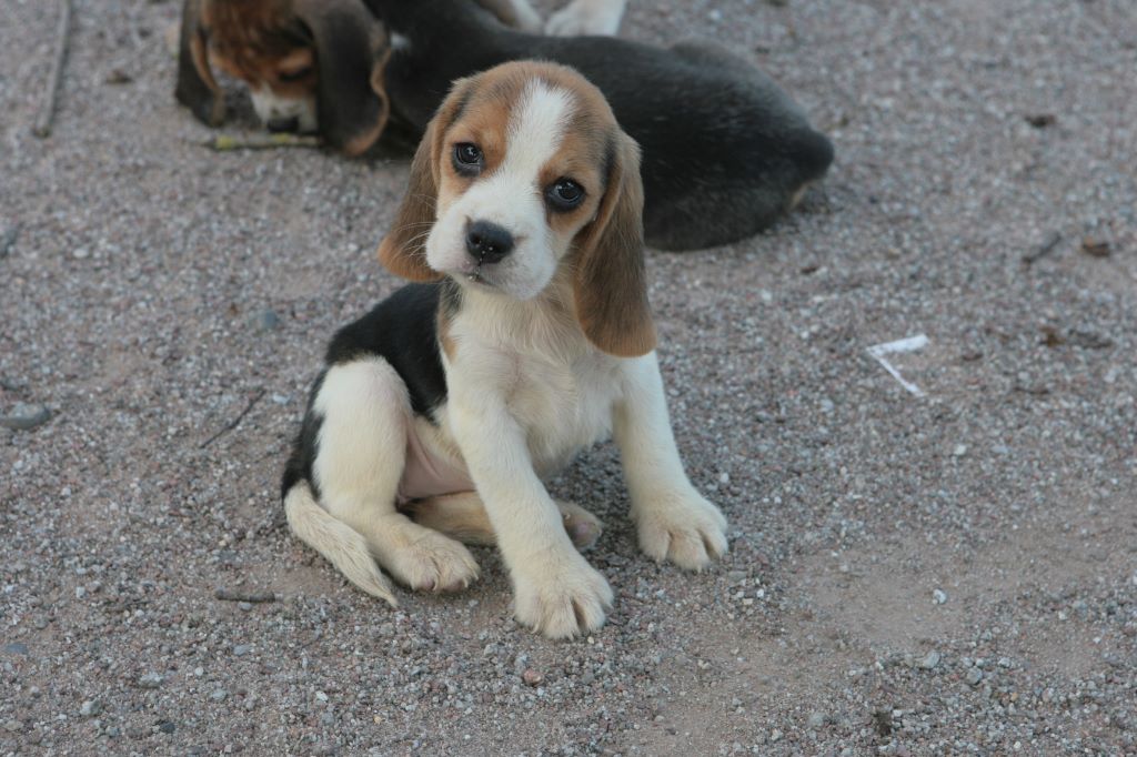 des Babines de Diamant - Chiots disponibles - Beagle