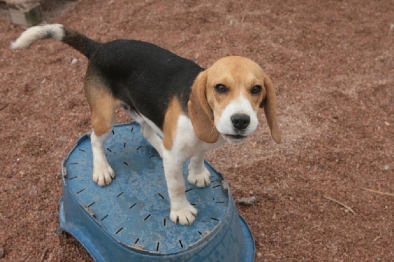 des Babines de Diamant - Chiots disponibles - Beagle